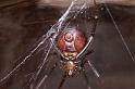 Steatoda_grossa_D4224_Z_88_Badhoevedorp_Nederland
