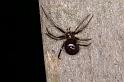 Steatoda_grossa_D4340_Z_89_-_Nederland