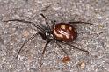Steatoda_grossa_D4524_Z_90_Badhoevedorp_Nederland