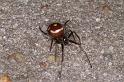 Steatoda_grossa_D4525_Z_90_Badhoevedorp_Nederland