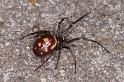 Steatoda_grossa_D4526_Z_91_Badhoevedorp_Nederland