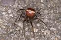 Steatoda_grossa_D4527_Z_90_Badhoevedorp_Nederland