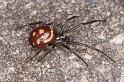 Steatoda_grossa_D4529_Z_90_Badhoevedorp_Nederland