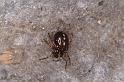 Steatoda_grossa_D4543_Z_88_Badhoevedorp_Nederland
