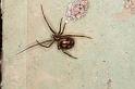 Steatoda_grossa_D5635_Z_87_Badhoevedorp_Nederland