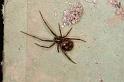 Steatoda_grossa_D5636_Z_88_Badhoevedorp_Nederland