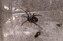 Steatoda_grossa_D5861_Z_85_Badhoevedorp_Nederland