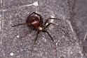 Steatoda_grossa_D5863_Z_90_Badhoevedorp_Nederland