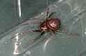 Steatoda_grossa_D5864_Z_90_Badhoevedorp_Nederland