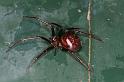 Steatoda_grossa_D5866_Z_89_Badhoevedorp_Nederland