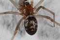 Steatoda_grossa_D7025_Z_87_Badhoevedorp_Nederland
