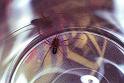 Steatoda_grossa_F1970_Z_75_Amsterdam_Nederland