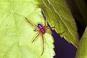Steatoda_grossa_F1973_Z_79_Amsterdam_Nederland