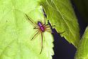 Steatoda_grossa_F1974_Z_79_Amsterdam_Nederland