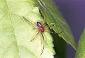 Steatoda_grossa_F2036_Z_85_Amsterdam-Slotervaart_Nederland