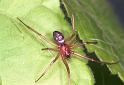 Steatoda_grossa_F2037_Z_85_Amsterdam-Slotervaart_Nederland