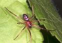 Steatoda_grossa_F2038_Z_86_Amsterdam-Slotervaart_Nederland