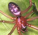 Steatoda_grossa_F2039_Z_84_Amsterdam-Slotervaart_Nederland