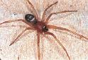 Steatoda_grossa_F2040_Z_78_Amsterdam-Slotervaart_Nederland