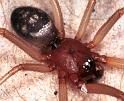 Steatoda_grossa_F2041_Z_78_Amsterdam-Slotervaart_Nederland