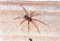 Steatoda_grossa_F2042_Z_85_Amsterdam-Slotervaart_Nederland