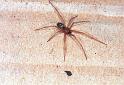 Steatoda_grossa_F2043_Z_84_Amsterdam-Slotervaart_Nederland