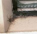 Steatoda_grossa_F2438_Z_75_Badhoevedorp_Nederland