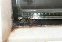 Steatoda_grossa_F2439_Z_78_Badhoevedorp_Nederland
