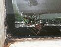 Steatoda_grossa_F2440_Z_82_Badhoevedorp_Nederland
