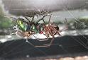 Steatoda_grossa_F2441_Z_93_Badhoevedorp_Nederland