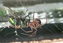 Steatoda_grossa_F2442_Z_90_Badhoevedorp_Nederland