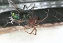 Steatoda_grossa_F2443_Z_88_Badhoevedorp_Nederland