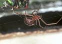 Steatoda_grossa_F2444_Z_82_Badhoevedorp_Nederland