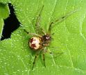 Steatoda_triangulosa_D2797_Z_85_Badhoevedorp_Nederland