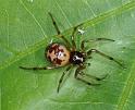 Steatoda_triangulosa_D2798_Z_88_Badhoevedorp_Nederland