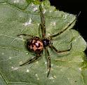 Steatoda_triangulosa_D2799_Z_86_Badhoevedorp_Nederland