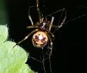 Steatoda_triangulosa_D2800_Z_81_Badhoevedorp_Nederland