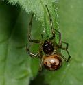 Steatoda_triangulosa_D2801_Z_81_Badhoevedorp_Nederland