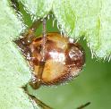 Steatoda_triangulosa_D2802_Z_89_Badhoevedorp_Nederland
