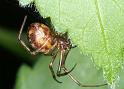 Steatoda_triangulosa_D2803_Z_82_Badhoevedorp_Nederland