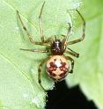 Steatoda_triangulosa_D2804_Z_88_Badhoevedorp_Nederland