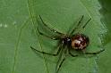 Steatoda_triangulosa_D2805_Z_78_Badhoevedorp_Nederland