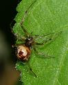 Steatoda_triangulosa_D2806_Z_84_Badhoevedorp_Nederland