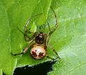 Steatoda_triangulosa_D2807_Z_84_Badhoevedorp_Nederland