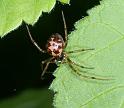 Steatoda_triangulosa_D2808_Z_85_Badhoevedorp_Nederland