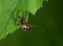 Steatoda_triangulosa_D2810_Z_82_Badhoevedorp_Nederland
