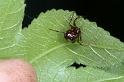 Steatoda_triangulosa_D2811_Z_82_Badhoevedorp_Nederland