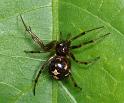 Steatoda_triangulosa_D2812_Z_86_Badhoevedorp_Nederland