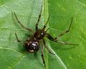Steatoda_triangulosa_D2813_Z_81_Badhoevedorp_Nederland