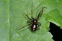 Steatoda_triangulosa_D2814_Z_85_Badhoevedorp_Nederland